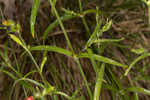 Louisiana catchfly 